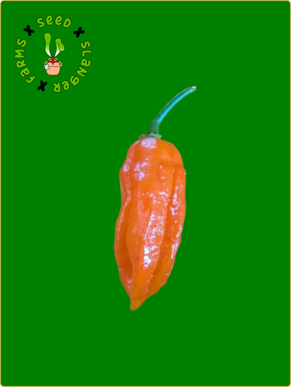 Ghost Pepper Seeds