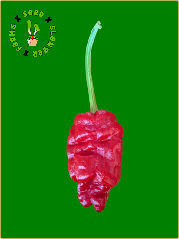 Sharpei Pepper Seeds